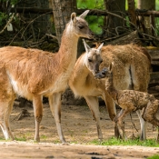 ČERSTVĚ NAROZENÁ LAMA GUANAKO